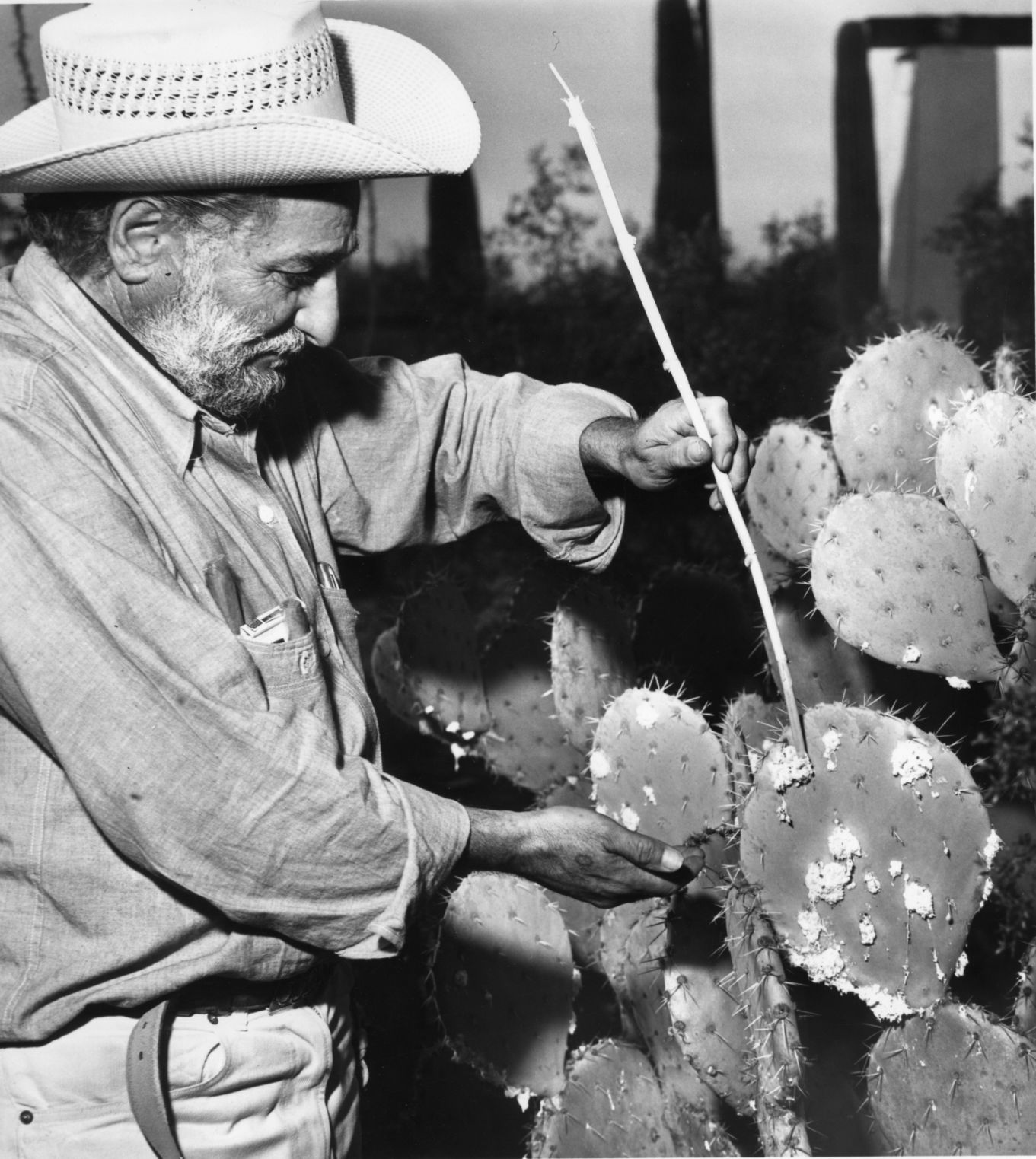 Ted DeGrazia